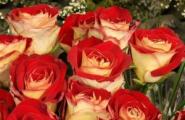 К чему снятся красивые розы