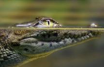К чему снятся крокодилы в воде: толкования по сонникам